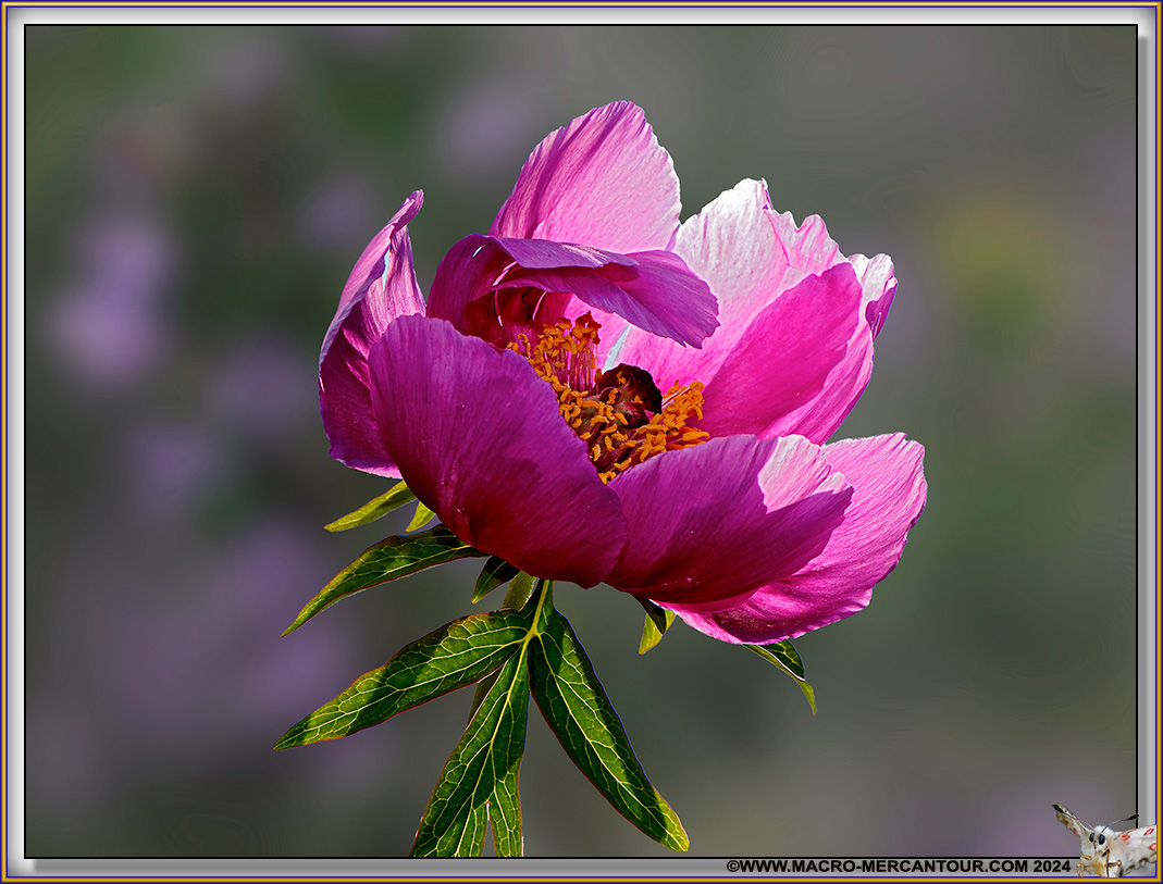 Pivoines